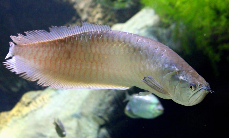 Arowana - najdroższa rybka akwariowa na świecie