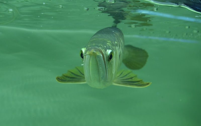 Arowana - niezwykła rybka
