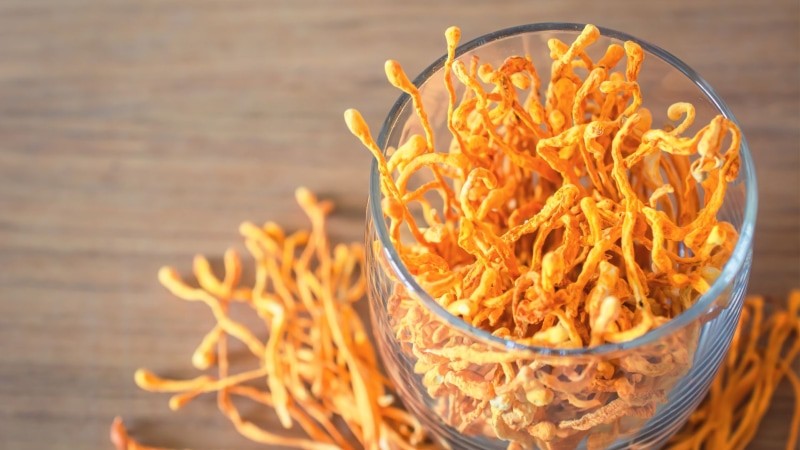 Cordyceps przeciwwskazania