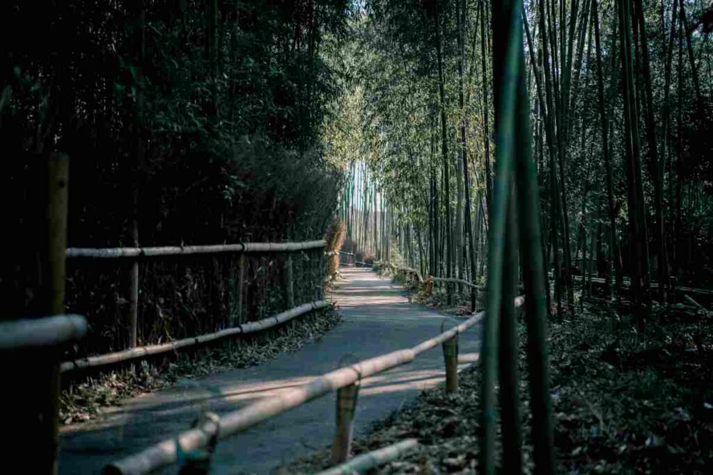 Arashiyama Bamboo Grove w Kioto Źródło: Satoshi Hirayama, www.pexels.com
