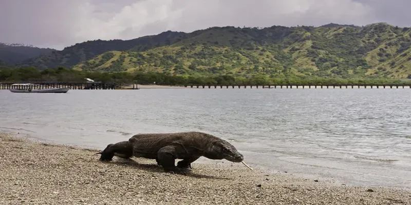 Waran z Komodo w naturalnym środowisku – symbol wolności, mocy i przetrwania w surowych warunkach przyrody.